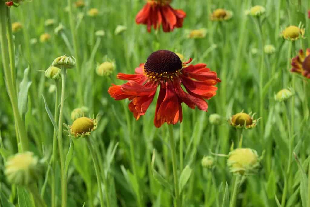 Helenium 'Moerheim Beauty' ---